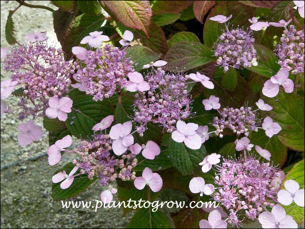 The center of each inflorescence (corymb is the type of inflorescence are the fertile flower.  Around the outside the 4 petal-like structures are the infertile flowers of the inflorescence. This is a lacecap type Hydrangea flower.